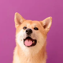 depositphotos_253536968-stock-photo-cute-akita-inu-dog-on.jpg