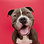 portrait-happy-smiling-american-bully-dog-isolated-red-colored-background_77749-432.webp
