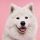samoyed_dog_dog_cute_181376_1920x1080.jpg