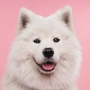 samoyed_dog_dog_cute_181376_1920x1080.jpg