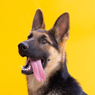 istockphoto-1345682703-612x612.jpg