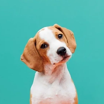 Best_CBD_Oil_for_Dogs.webp