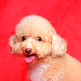 seance-photo-chien-caniche-femelle-creme-cremeuse-studio-fond-couleur-rouge-expression-heu
