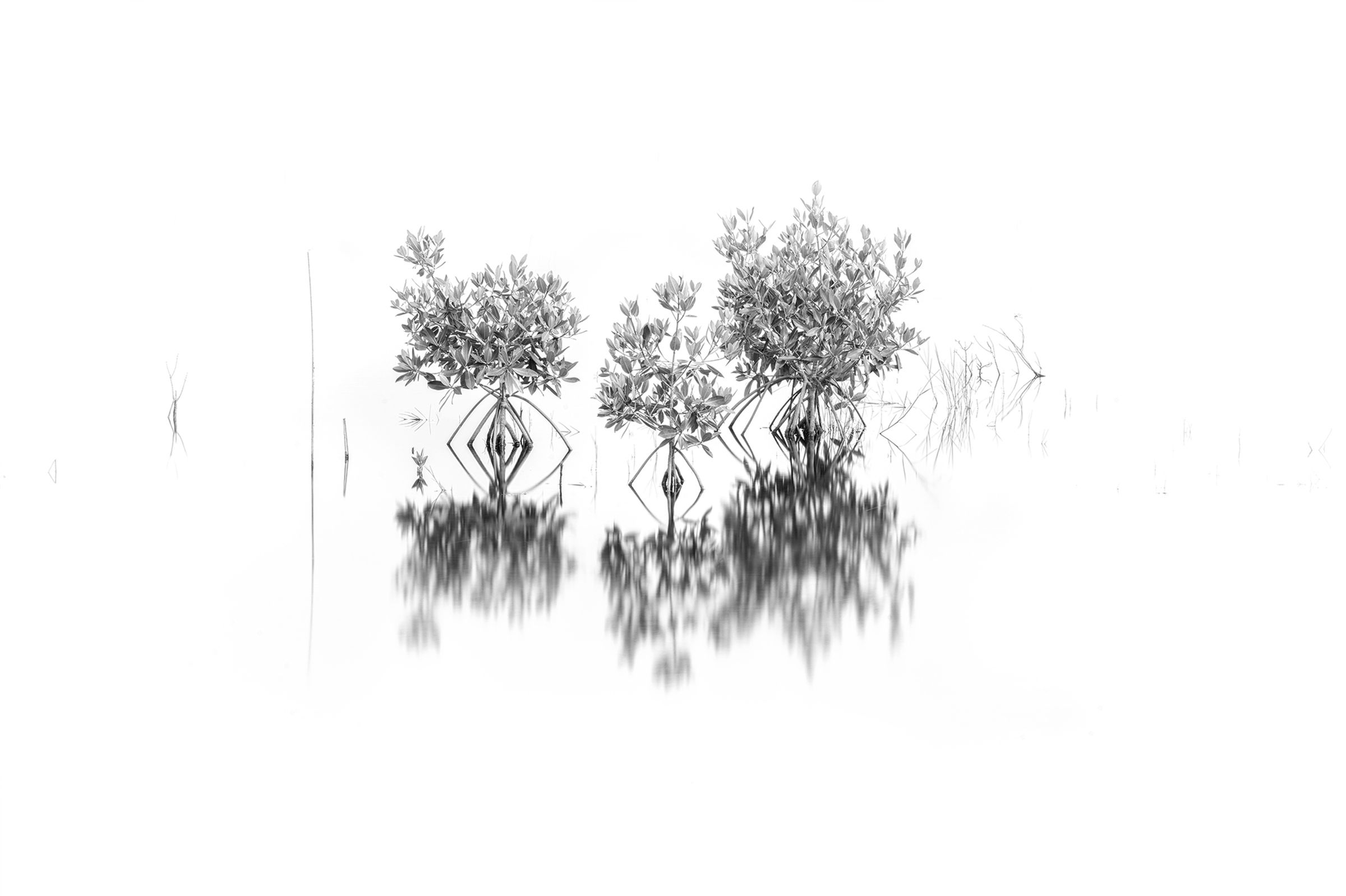Ten Thousand Island 1