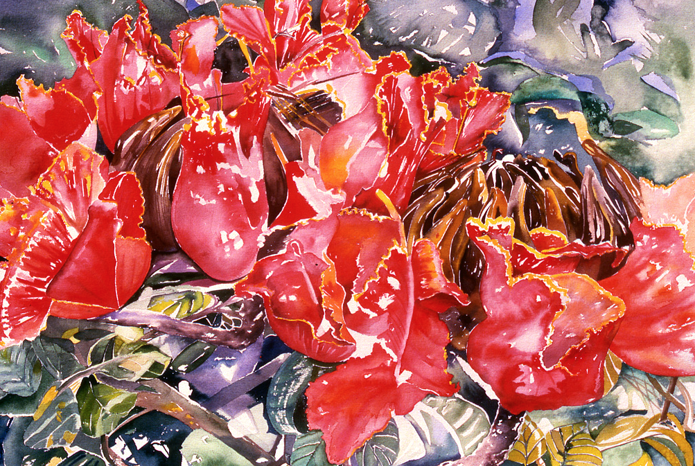 African Tulip