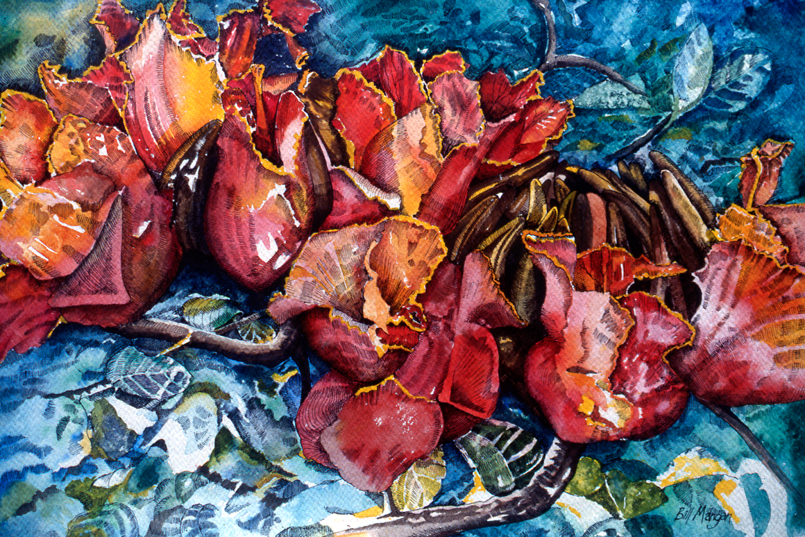 African Tulip 2
