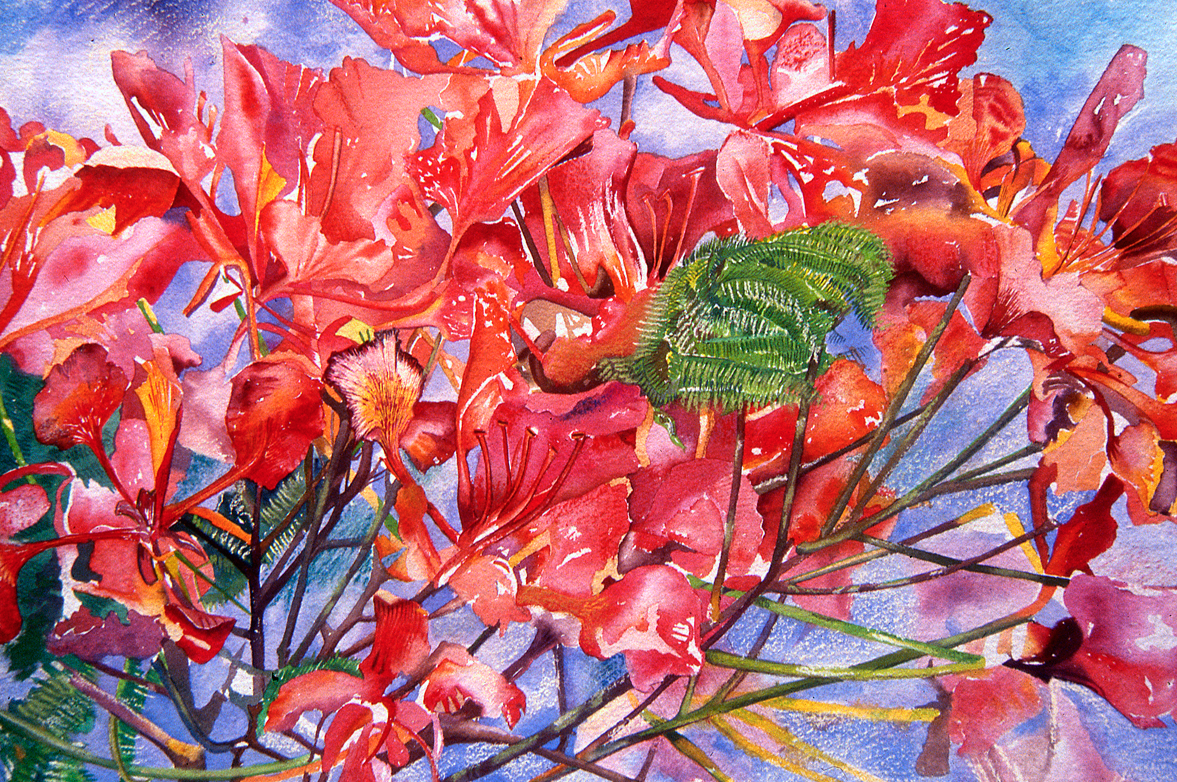 Poinciana