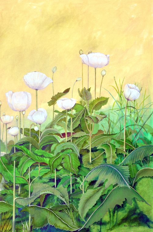 White Poppies