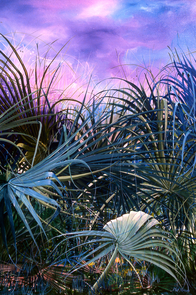 Evening Palms