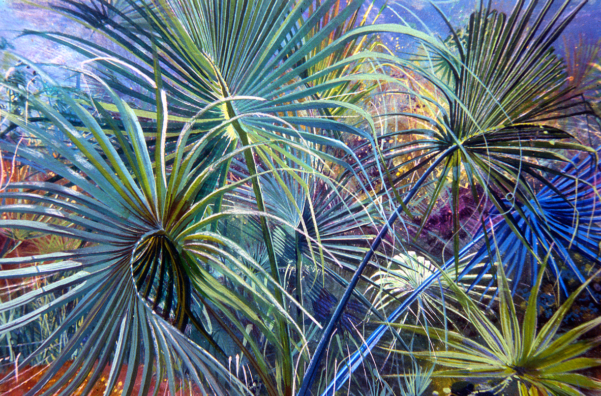 Winding Palms