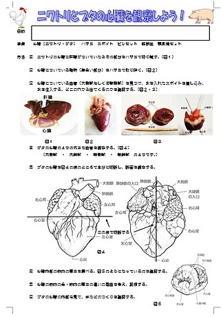 ミネラル 逆に 道を作る 鶏 の 心臓 の 解剖 Good 1 Jp ミネラル 逆に 道を作る 鶏 の 心臓 の 解剖 Good 1 Jp