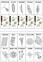 微生物カードでプランクトンマニアになろう！ | 中学理科の授業