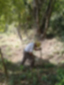 Pulizia del bosco