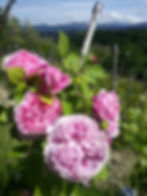 Rose in vigna