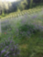 Vigna fiorita