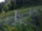 La vigna fiorita