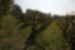 Vigna Trionzo