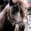 Thumbnail: Sponsor Mr JB (the wannabe Friesian!)