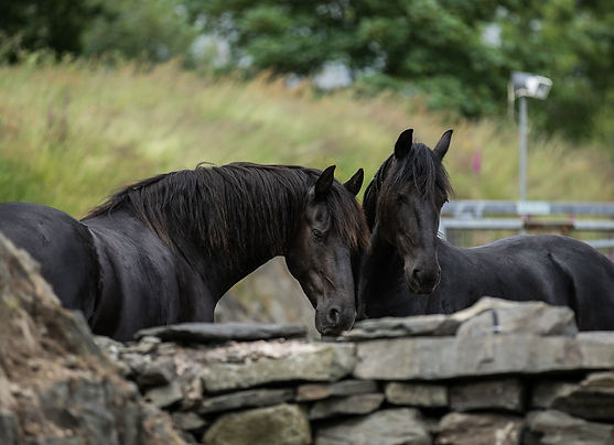 Friesianathon - Wyb & Ys 2.jpeg