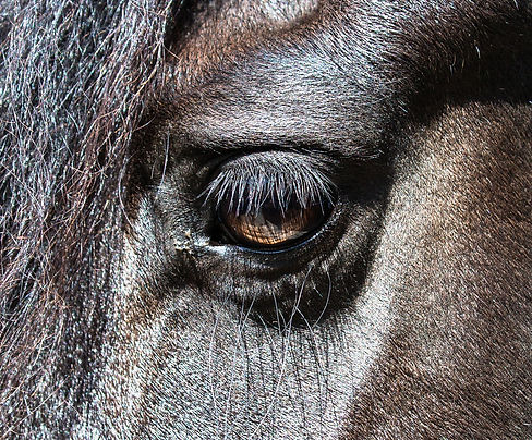 Bailey_horses_May_2016-5528.jpg