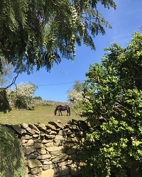 Friesian in field.jpg
