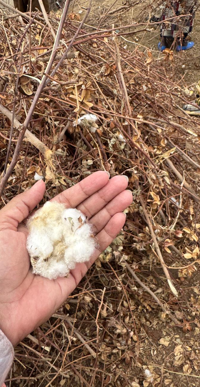 geoclara - Why cotton stalks matter