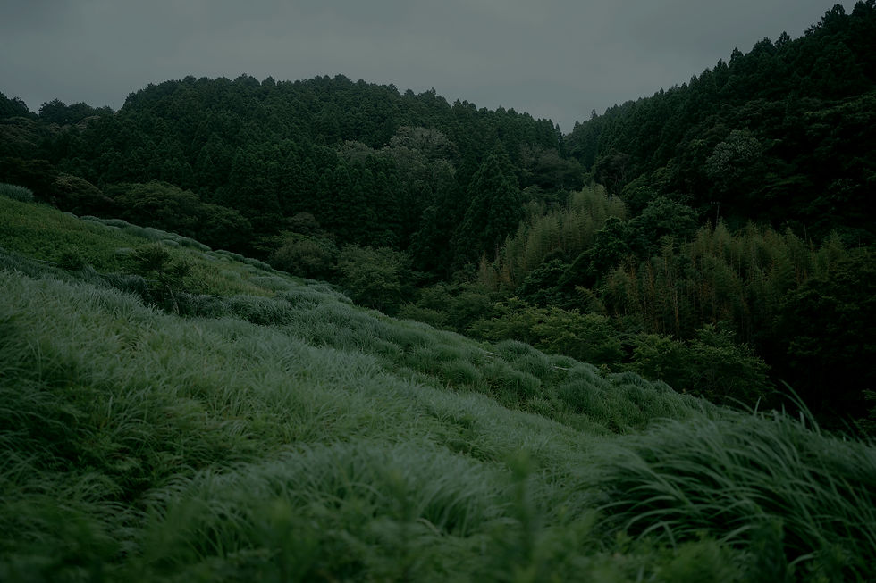 Lush Green Hills