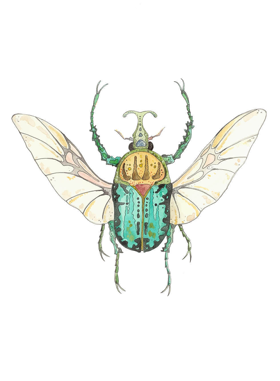 Coleopteros -Green
