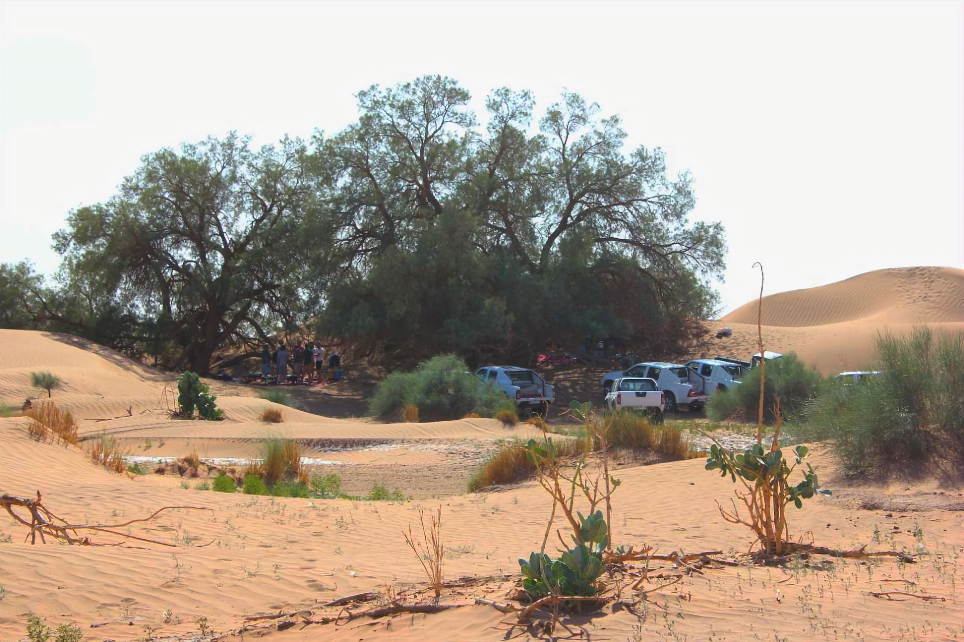 déjeuner sous les tamaris en plein désert du sahara