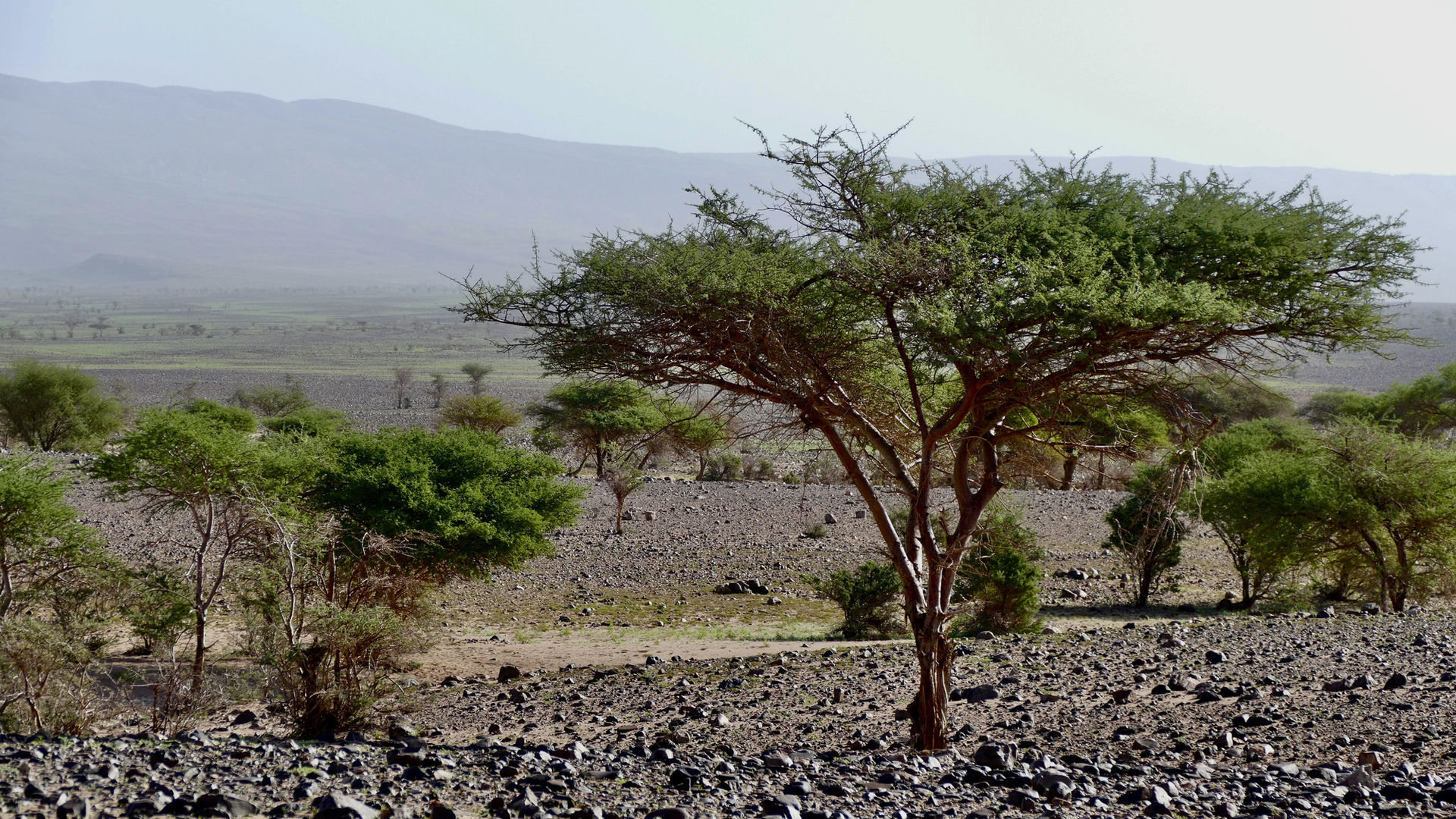 Arbre solitaire dans un paysage aride avec des montagnes en arrière-plan.