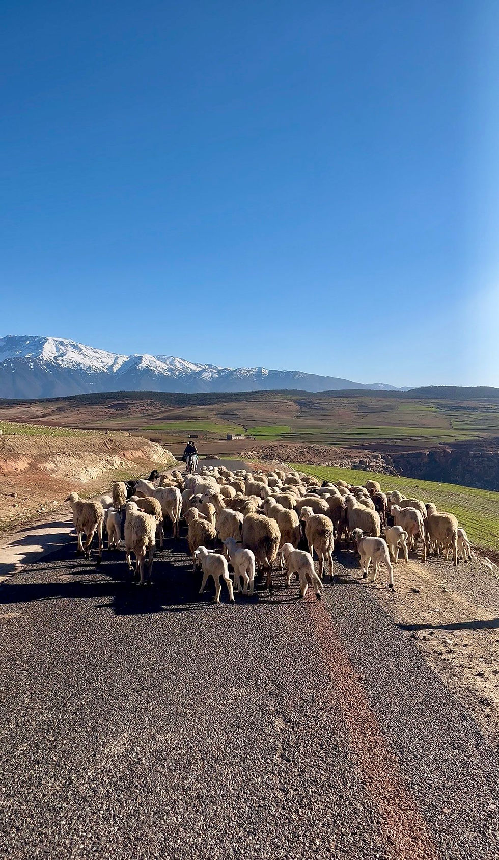 Un troupeau de moutons et d’agneaux sur une route de montagne, guidé par un berger en moto, sous un ciel bleu.