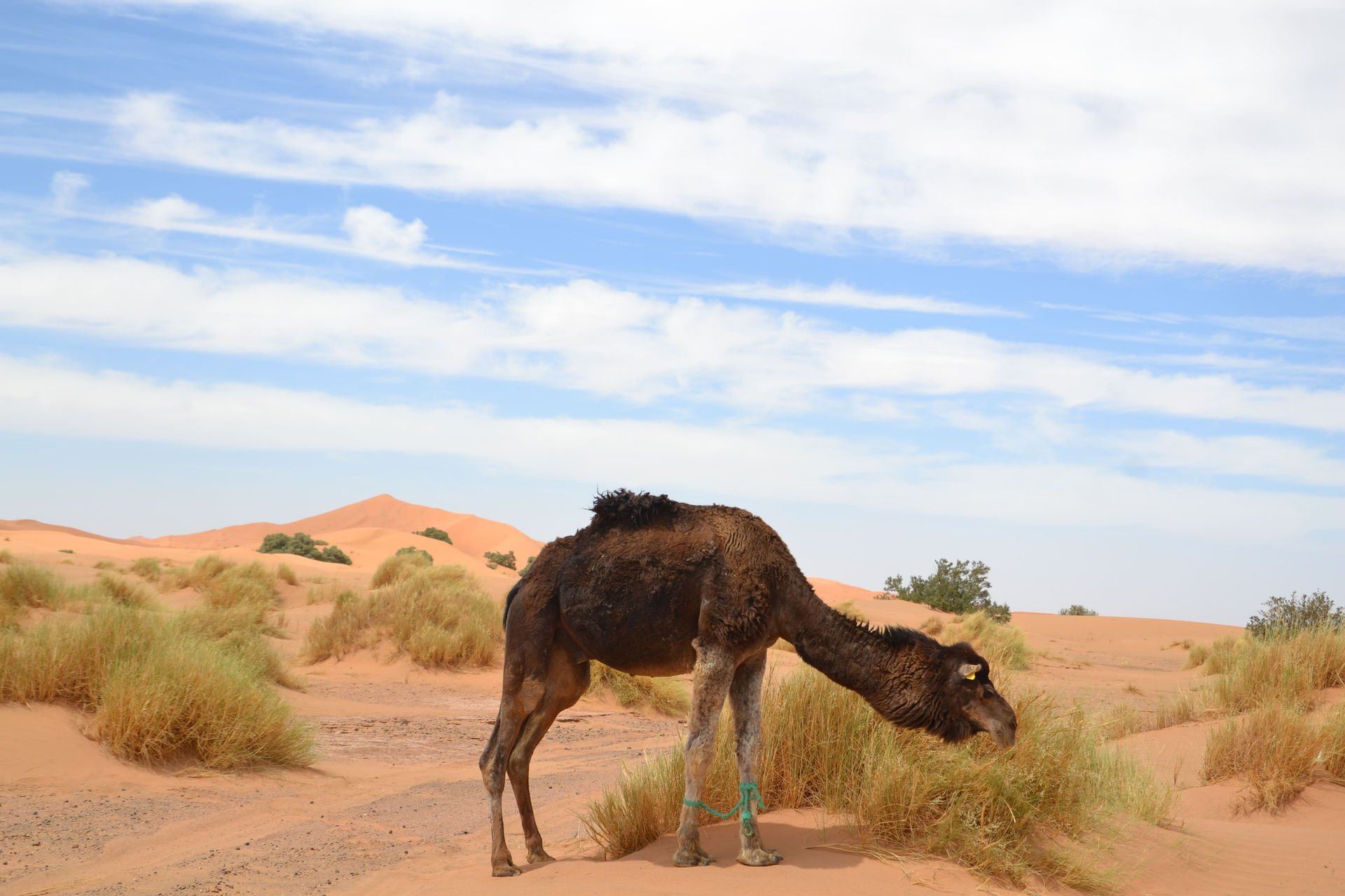 Un chameau mangeant de l'herbe dans le désert, ALLMOOV MARRAKECH sous un ciel bleu.
