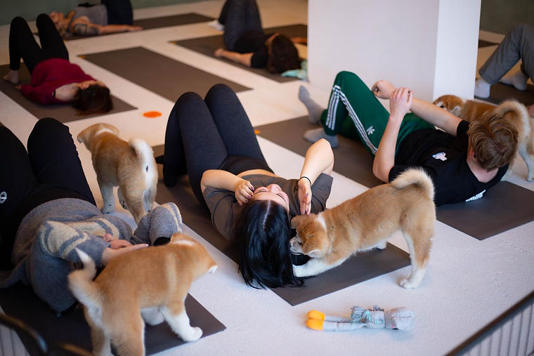 séance puppies yoga lyon