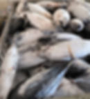 Photo 30-06-2024 22 00 31 (1).jpg