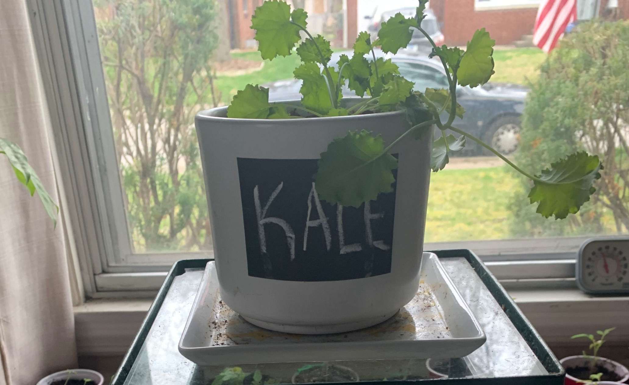 Kale "Siberian Dwarf"