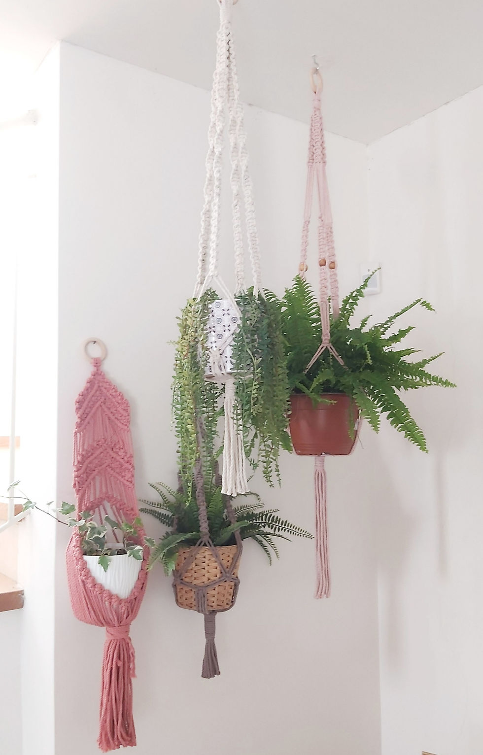 תמונה ממוזערת: מגוון מתלים לעציץ