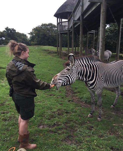 zebra.jpg