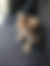 sahiplendirme için kedi ilanlari gösteren ikinci küçük fotoğraf
