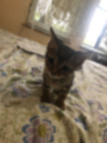 kedi sahiplendirme ilanları