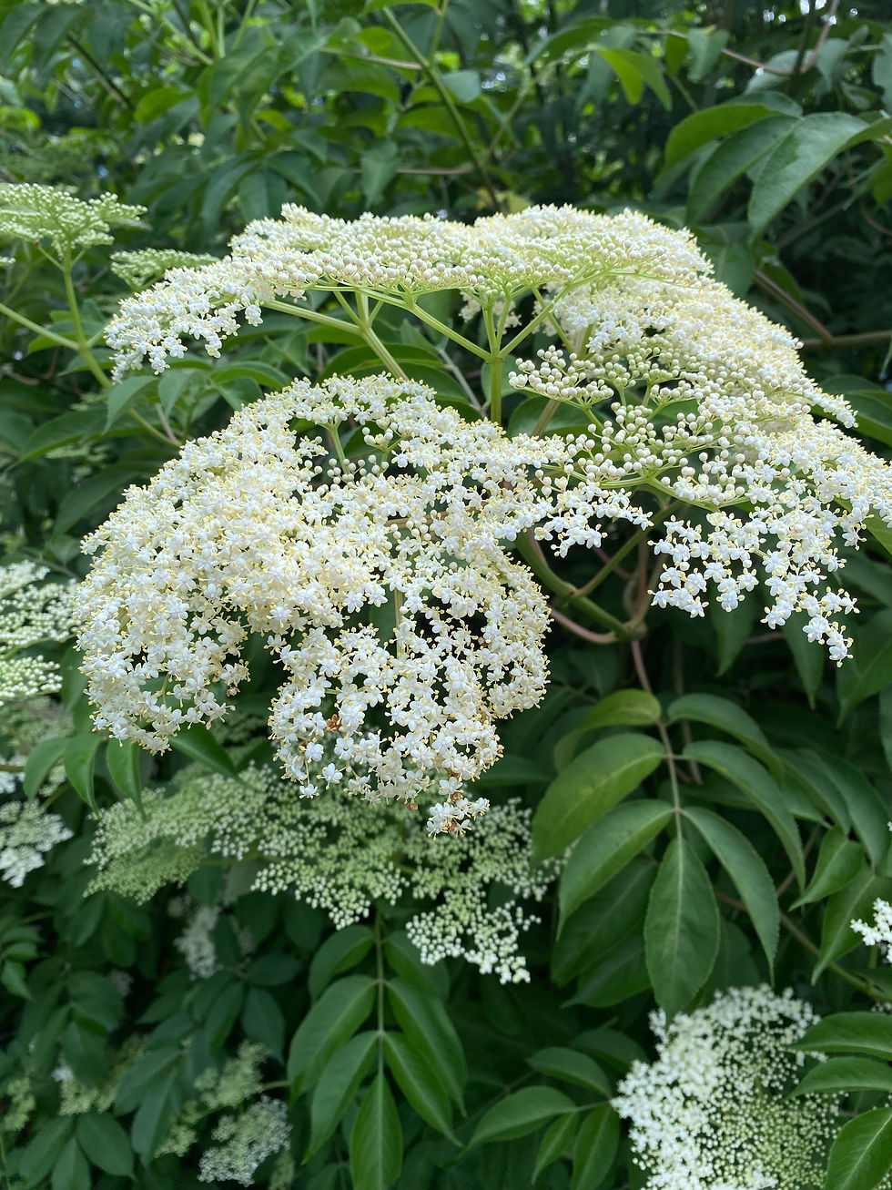 Free Plant Walk in the Garden