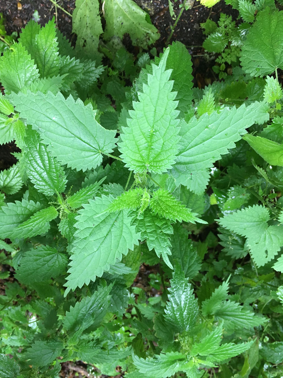 Witchy Wellness: Allergy Elixir Workshop