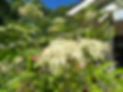Elder flower.jpg