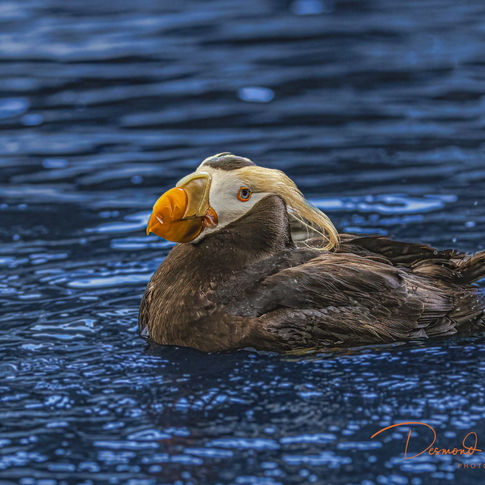 Tufted Puffin, Alaska, Desmond N Wichems, Photography