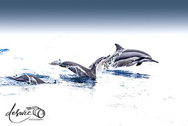 Spinner Dolphin A23A3272.jpg