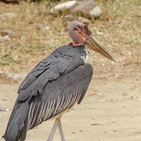 Maribou Stork Murchison Falls, Uganda