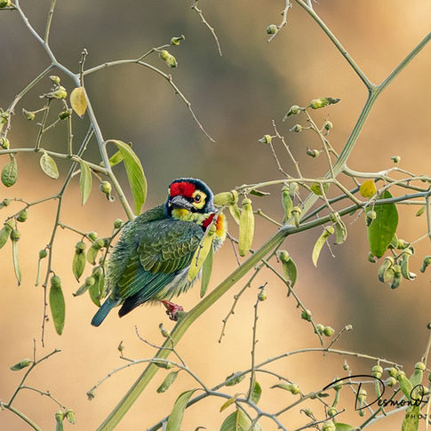 Coppersmith Barbet, Bird Photo, Wildlife Photography, Bandharvgarh National Park, India
