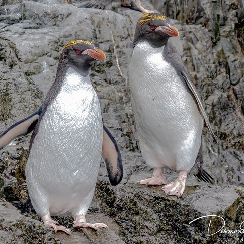 Macaroni Penguin, Hercules Bay, South Georgia Island