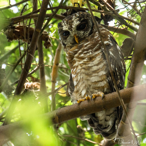 African Wood Owl, Bwindi NP, Uganda