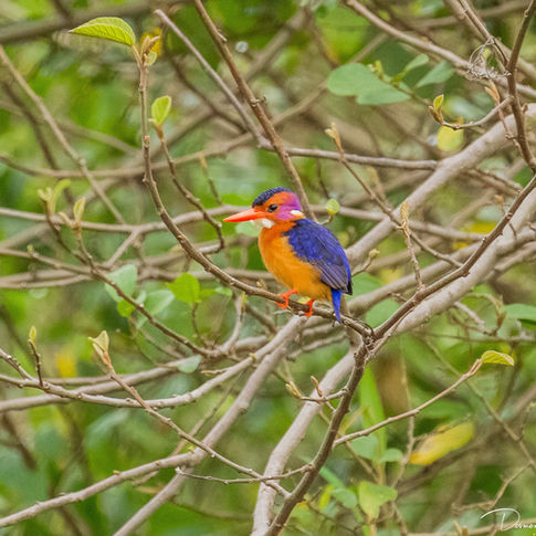 African Pygmy Kingfisher, Ishasha Wilderness Camp, Uganda