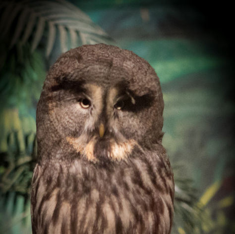 Great Grey Owl, Jurong Bird Park, Singapore